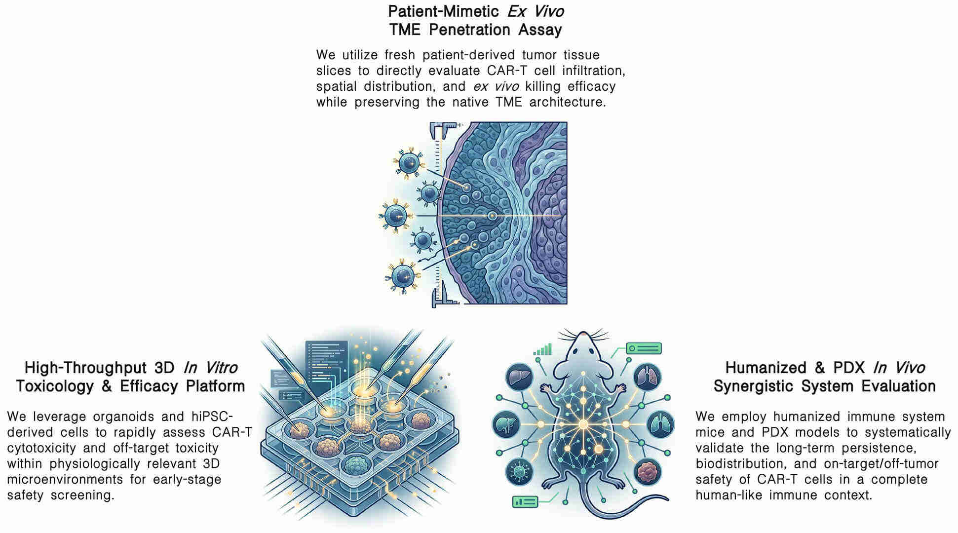 Workflow of biological validation & safety of CAR-T synergistic systems at Creative Biolabs. (Creative Biolabs Original)