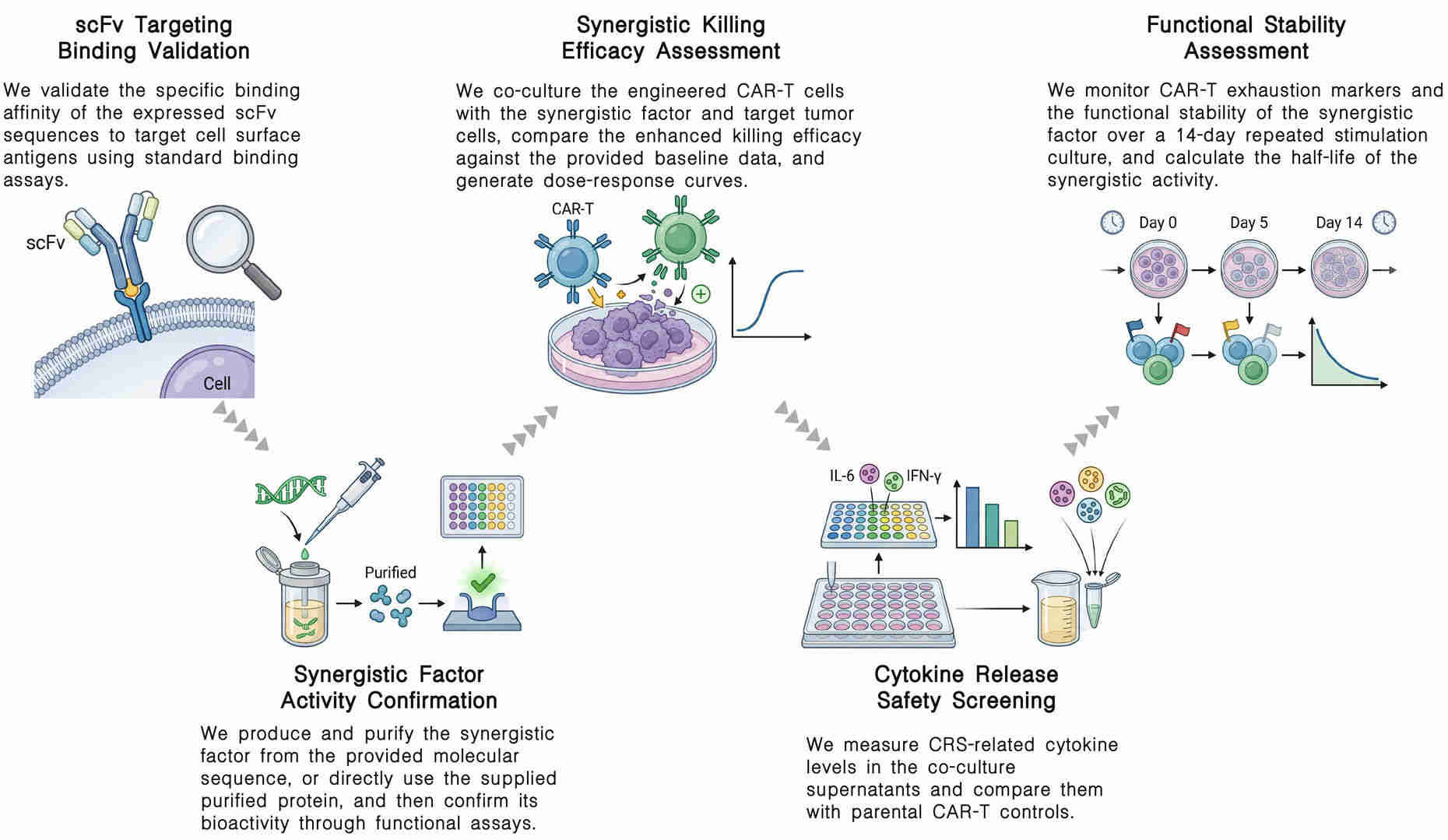 Workflow of biological validation & safety of CAR-T synergistic systems at Creative Biolabs. (Creative Biolabs Original)