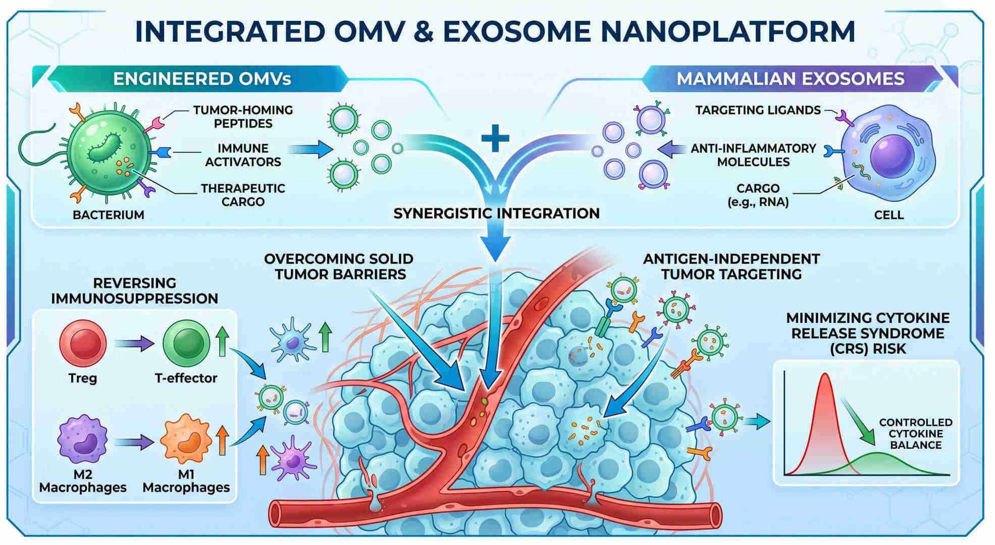 Fig.1 OMV and exosome-supported CAR-T development. (Creative Biolabs Original)