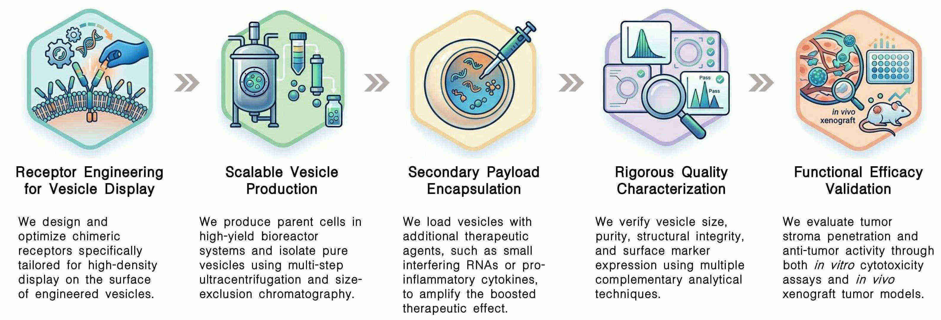Workflow of OMV & exosome boosted CAR-T development services at Creative Biolabs. (Creative Biolabs Original)