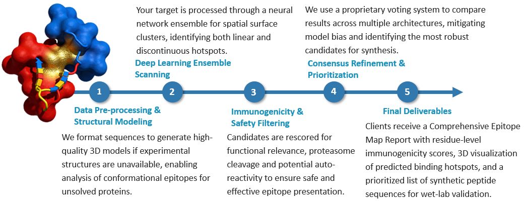 Workflow of AI-Guided Epitope Mapping & Analysis Service (Creative Biolabs Original)