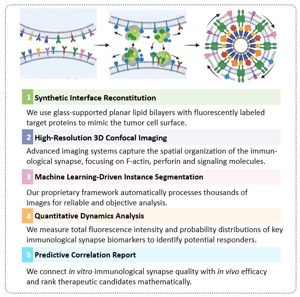 Workflow of AI-Simulated Immunological Synapse Dynamics Service. (Creative Biolabs Original)