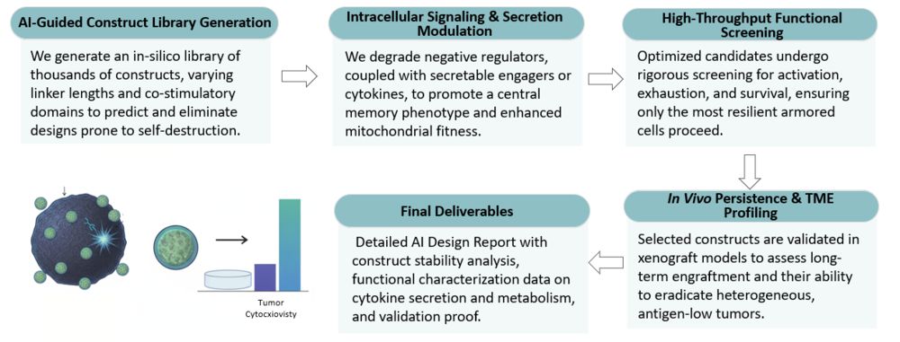 Workflow of AI-Enhanced Armored CAR-T Engineering Service. (Creative Biolabs Original)