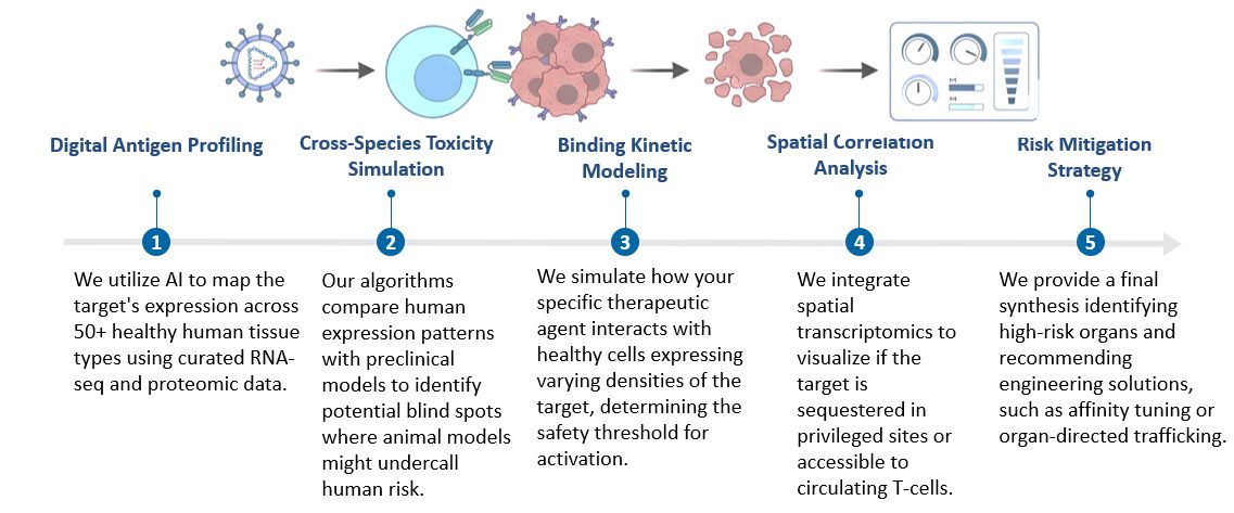 Workflow of AI-Guided On-Target Off-Tumor Assessment Service. (Creative Biolabs Original)