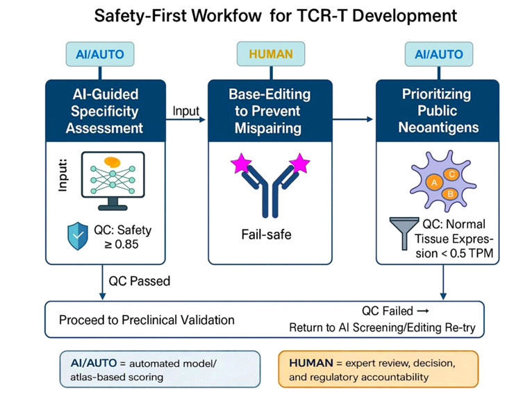 A Safety-Prioritized Workflow for TCR-T Cell Therapy Development. (OA Literature)