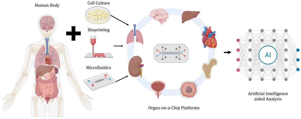 Illustration of AI-Enabled Microfluidic Cell Culture and Organ Chip Platform. (OA Literature)