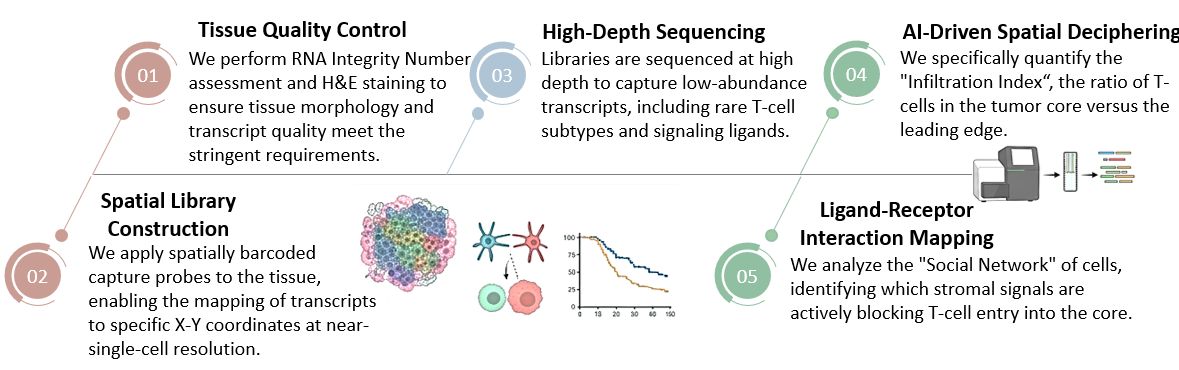 Workflow of AI-Powered Spatial Transcriptomics Service for Solid Tumors. (Creative Biolabs Original)