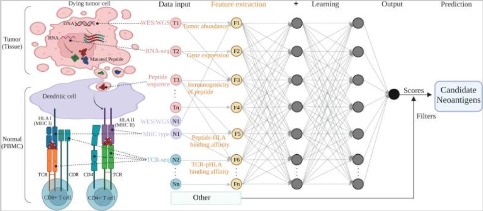 Multi-layer neural network for neoantigen prediction: feature extraction and prediction workflow. (OA Literature)