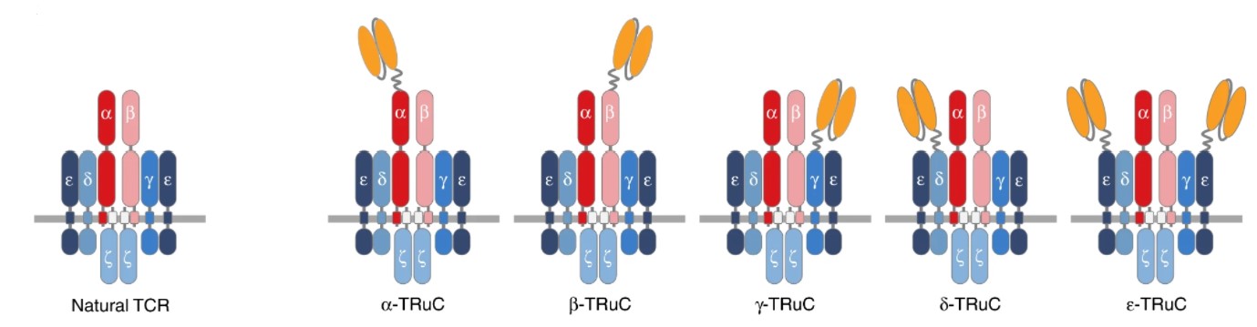 The natural TCR complex and scfv-TCR fusion constructs