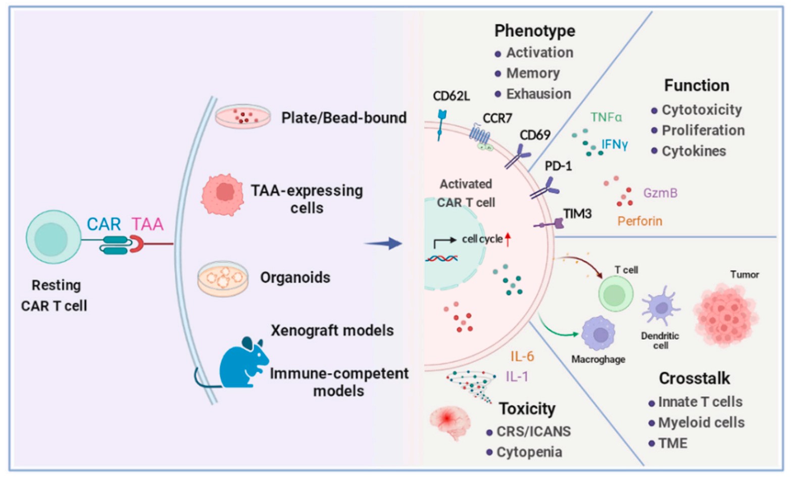 Fig.1 Schematic of functional parameters on activated CAR T cells. (Si, et al., 2022)
