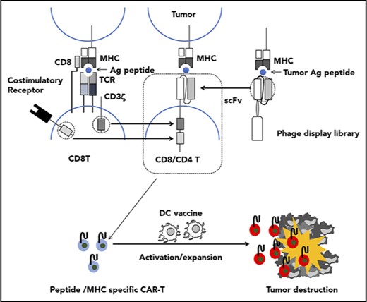 Fig.1 pMHC-directed CAR-T cells are boosted by DC vaccination. (Akahori, et al., 2018)
