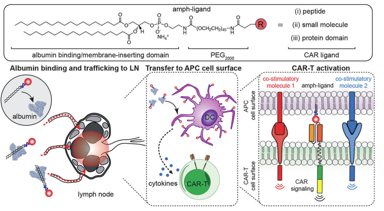 Fig.1 Amphiphile-ligand vaccines to promote CAR-T. (Ma, et al., 2019)