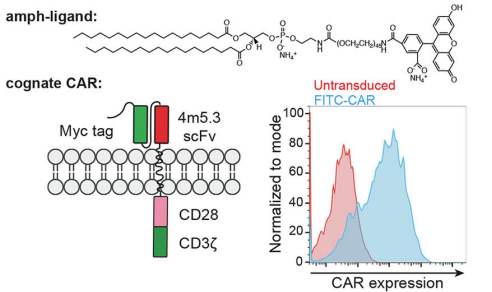 Fig.2 Structures of amph-FITC and cognate FITC-CAR. (Ma, et al., 2019)