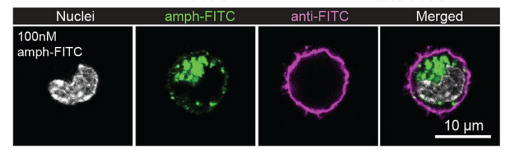 Fig.3 Confocal analysis of amph-FITC molecules. (Ma, et al., 2019)