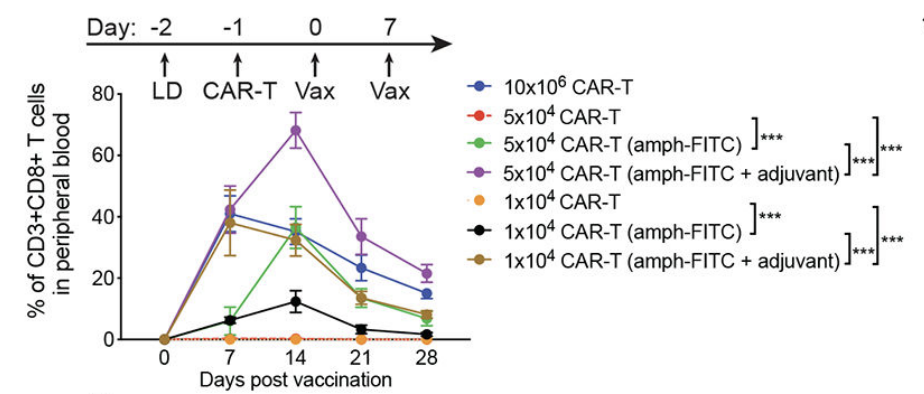 Fig.1 CAR-T activity after amph-FITC and adjuvant combined vaccination. (Ma, et al., 2019)