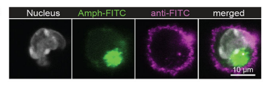 Fig.3 Confocal imaging of LNs. (Ma, et al., 2019)