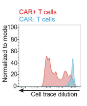 Fig.5 CAR-T proliferation in LNs after amph-ligand vaccination. (Ma, et al., 2019)