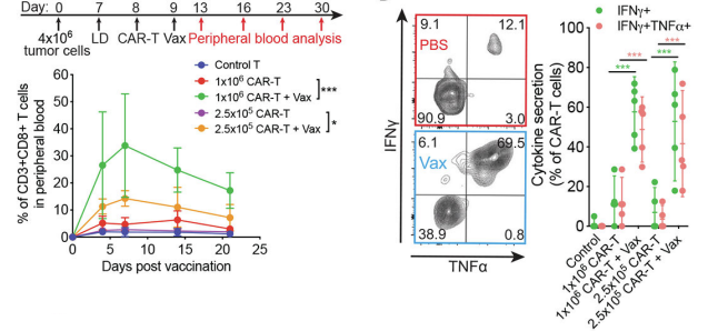 Fig.6 Expansion and cytokine polyfunctionality of circulating CART following immunization. (Ma, et al., 2019)