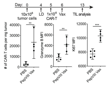 Fig.7 Anti-tumor efficacy evaluation by tumor infiltrated CART cells (Enumeration, granzyme B level, Ki67 level). (Ma, et al., 2019)