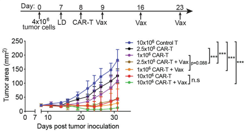 Fig.8 Tumor growth analysis. (Ma, et al., 2019)