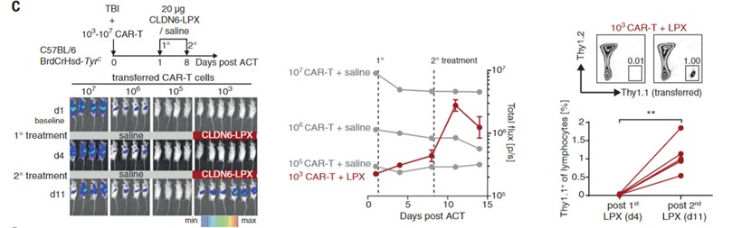 Fig.1 Expansion test of CAR-T cells under the repetitive intravenous dosing of target-antigen encoding RNA-LPX in vivo. (Reinhard, et al., 2020)