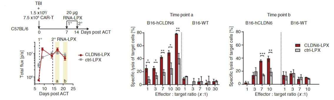 Fig.2 Ex vivo cytotoxic activity of CAR-T cells sorted from CLDN6-LPX-vaccinated mice against human CLDN6-transduced B16 mouse melanoma cells at indicated E:T ratios. (Reinhard, et al., 2020)