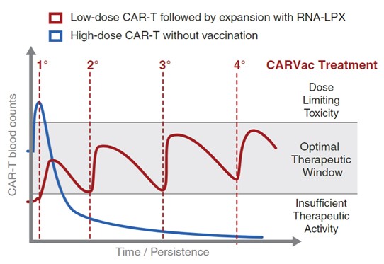 Fig.2 Detection of maintaining frequency of circulating CAR-T cells within a therapeutic window upon RNA vaccine combination. (Reinhard, et al., 2020)