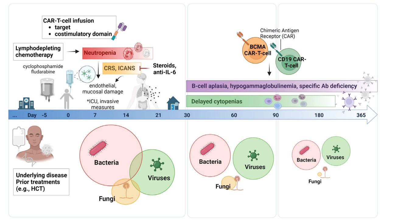Fig.1 Infection Risk And Epidemiology During Different Time Intervals After CAR-T Cell Therapy. (Kampouri, et al., 2023)