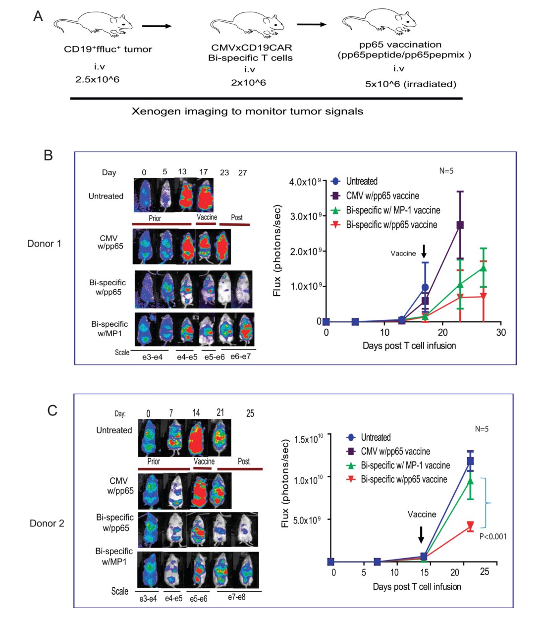 Fig.2 Anti-Tumor Activity of Adoptively Transferred Bi-Specific T Cells is Enhanced by CMVpp65 Vaccination.(Wang, et al., 2015)