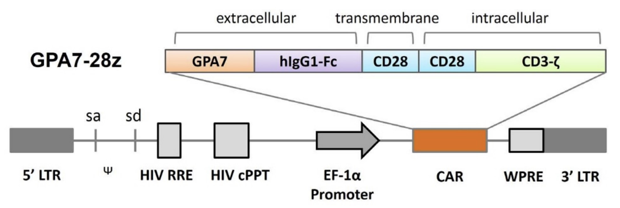 Fig.1 Schemetic Diagram of Lentiviral Vector Used For GPA7-28z CAR Expression. (Zhang, et al., 2014)