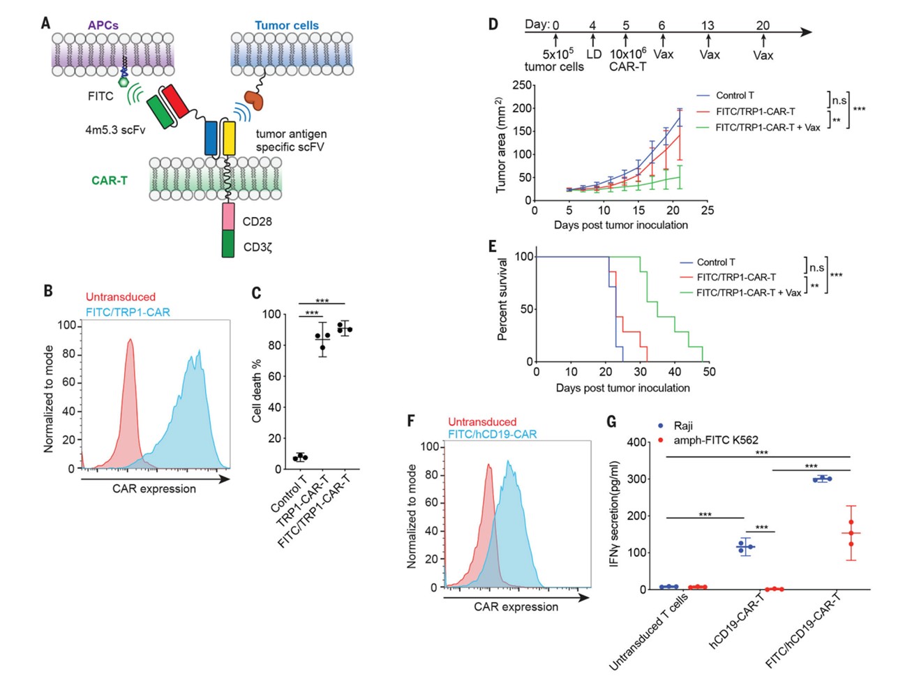 Fig.1 Amph-FITC Ligands Boost The Anti-tumor Activity of Bispecific CAR-T Cells. (Ma, et al., 2019)