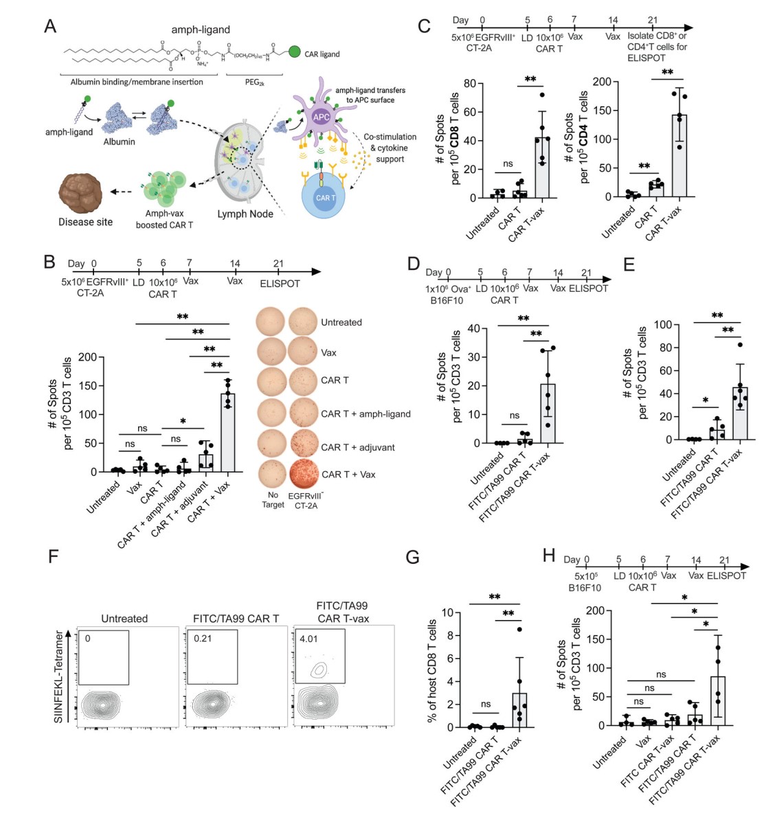 Fig.2 Vaccine Boosting Enables CAR T-cells to Elicit Endogenous T-cell Responses in Multiple Tumor Models. (Ma, et al., 2023)