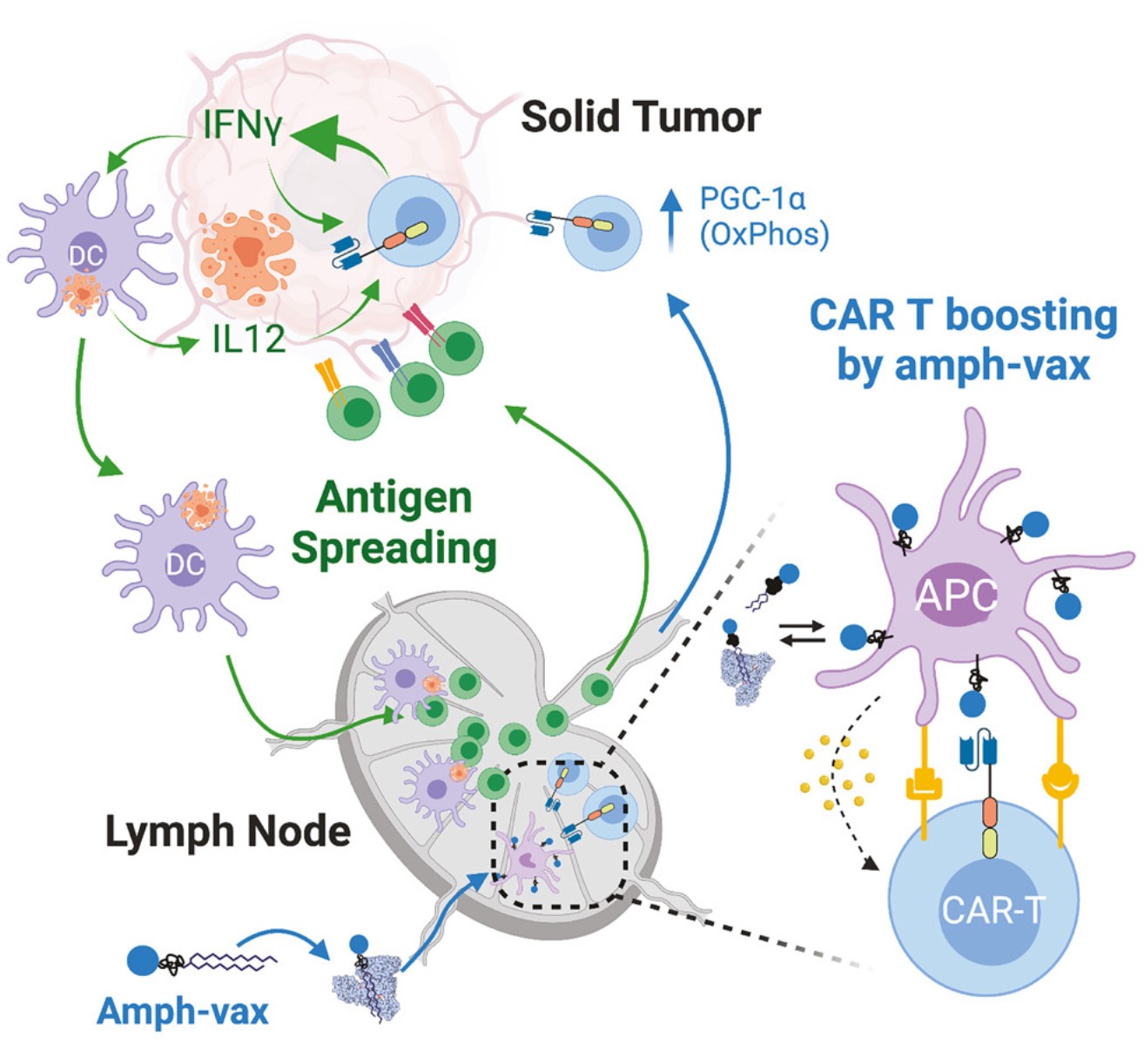Fig.1 The mechanism of amph-vax boosting CAR-T cells. (Ma, et al., 2023)