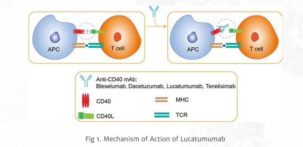 Mechanism of Action of Lucatumumab (Creative Biolabs)