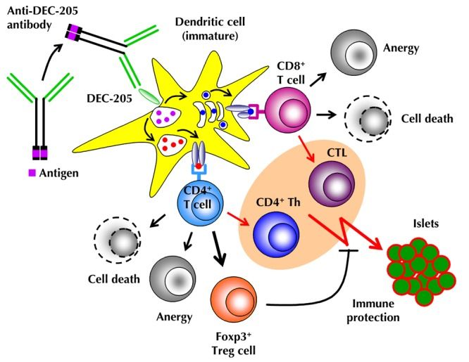 Mechanisms of Ag-specific induction of peripheral T cell tolerance through DEC-205+ DCs (Cathleen Petzold, 2012)