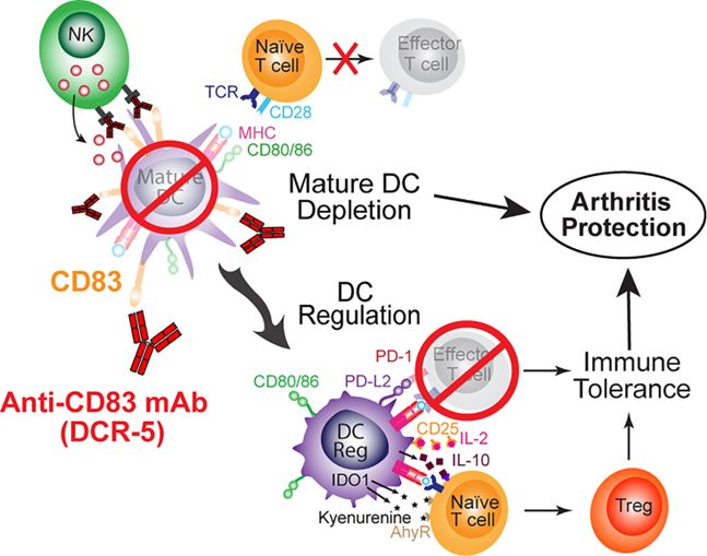 Schematic mechanisms of anti-CD83 mAb mediated immune suppression leading to protection from arthritis (Pablo A Silveira,2022)