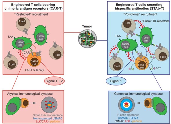 Fig.1 Diagram of STAb strategies. (Blanco, et al., 2020)
