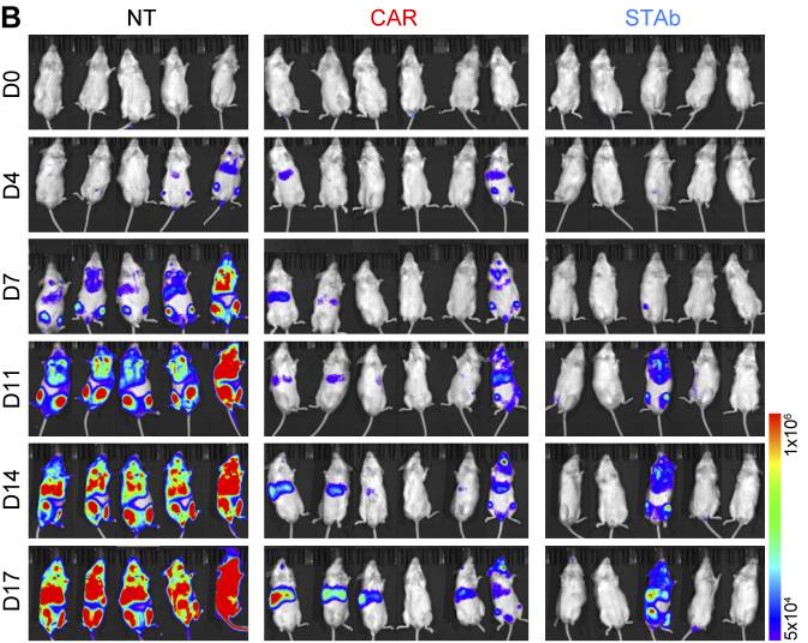 Fig.2 In vivo efficacy assessment of CD1a-STAb T cells. (Jiménez-Reinoso, et al., 2022)