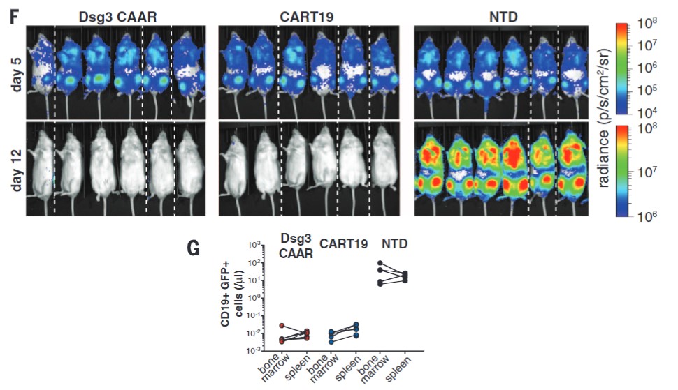 Fig.1 In vivo efficacy of Dsg3 CAAR-Ts. (Ellebrecht, et al., 2016)