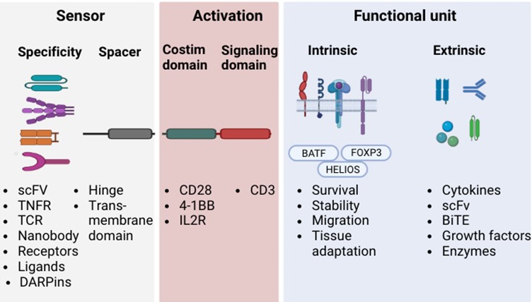 Fig.1 Diverse domain designs of CAR-Treg. (Bittner, et al., 2023)
