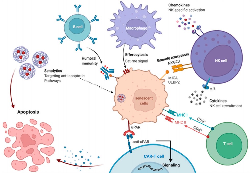 Fig.1 Immune responses of targeting senescent cells. (Khalil, et al., 2023)