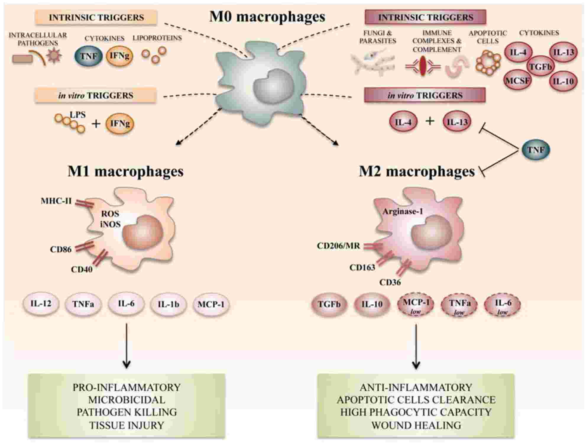 Summary of the main macrophage polarization states of activated macrophages