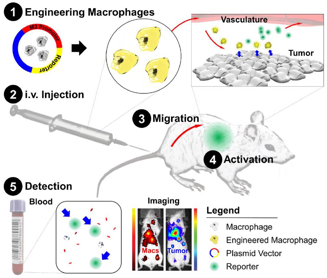 Schematic of diagnostic adoptive cell transfer