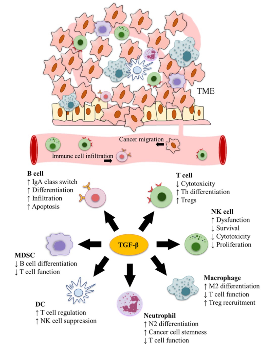 Fig.1 TGF-β functions in cancer immune surveillance. (OA Literature)