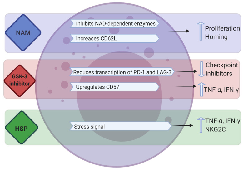 Role of NAM, GSK-3 Signaling, and HSP in augmenting NK cell antitumor responses. (OA Literature)
