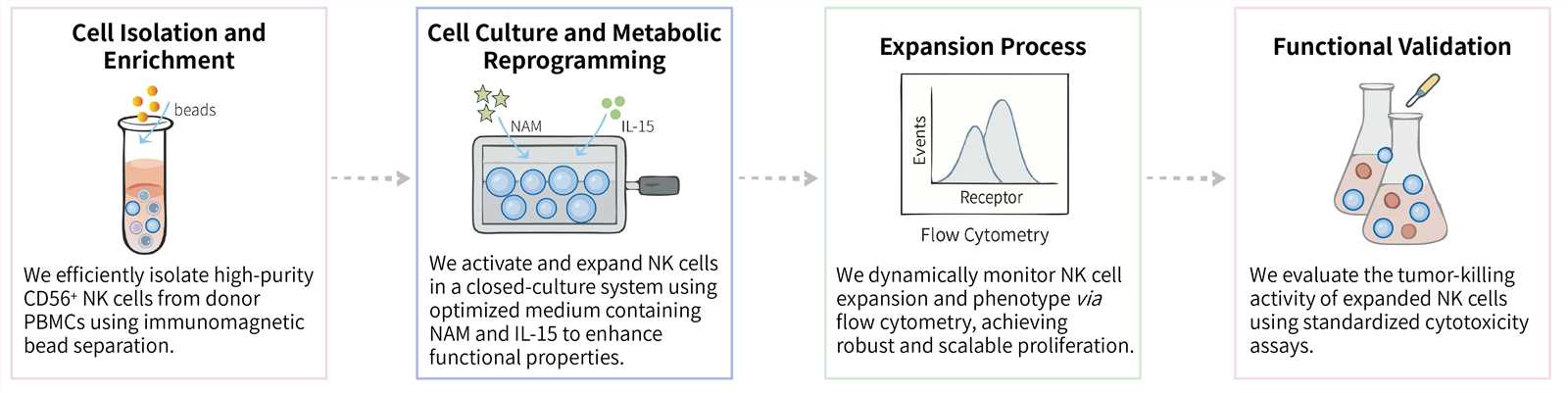 Workflow of nicotinamide-induced NK cell expansion technology. (Creative Biolabs Original)