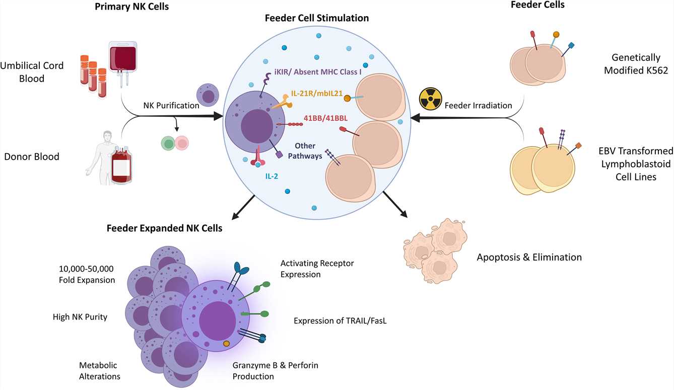 Feeder-expanded NK cells: determinants and characteristics. (OA Literature)