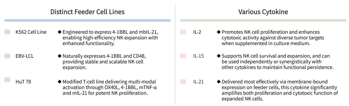 Featured services of irradiated feeder cell-induced NK cell expansion technology. (Creative Biolabs Original)