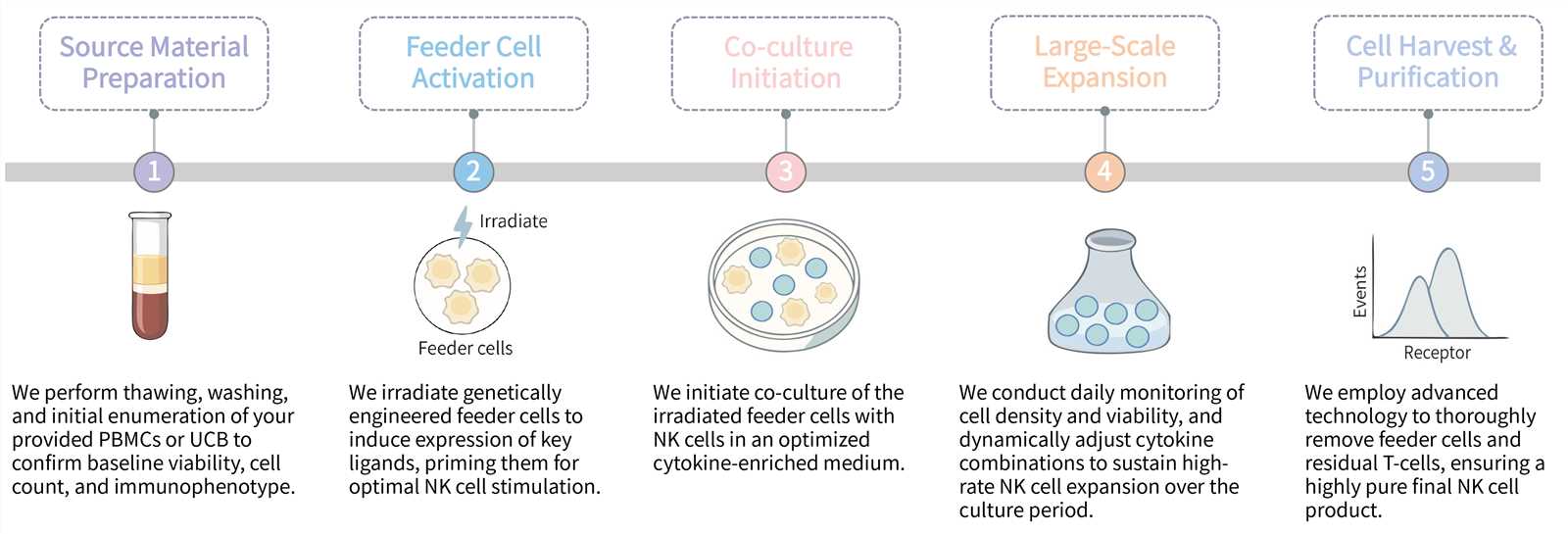 Workflow of irradiated feeder cell-induced NK cell expansion technology. (Creative Biolabs Original)