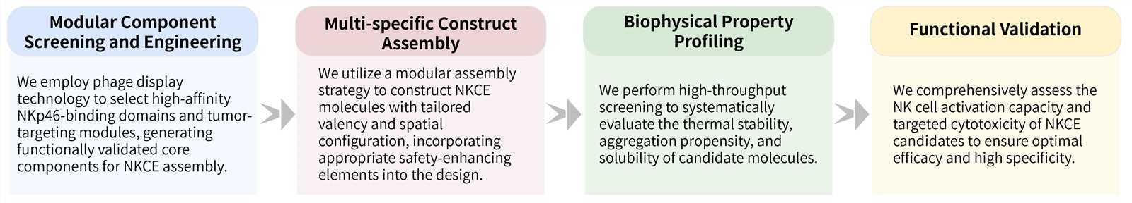 Workflow of NKp46-based NKCE platform for NK cell engagement. (Creative Biolabs Original)